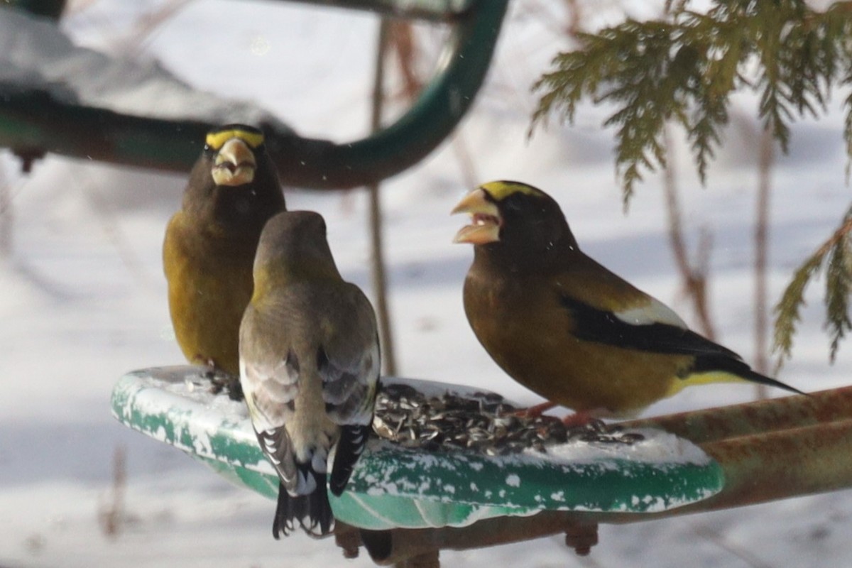 Evening Grosbeak - Trent Massey