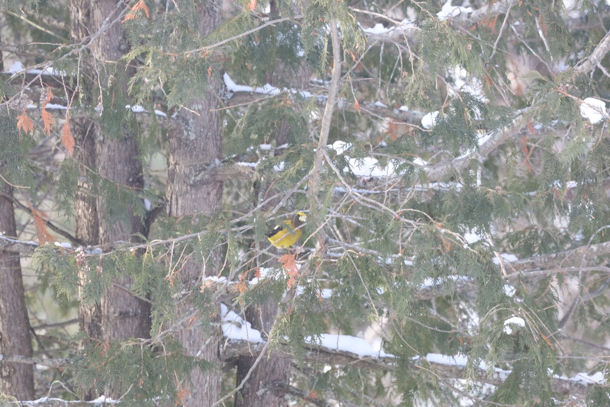 Evening Grosbeak - Trent Massey