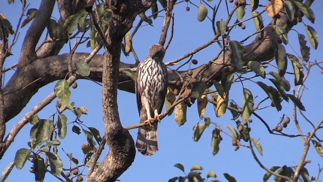 Changeable Hawk-Eagle (Changeable) - ML613606667