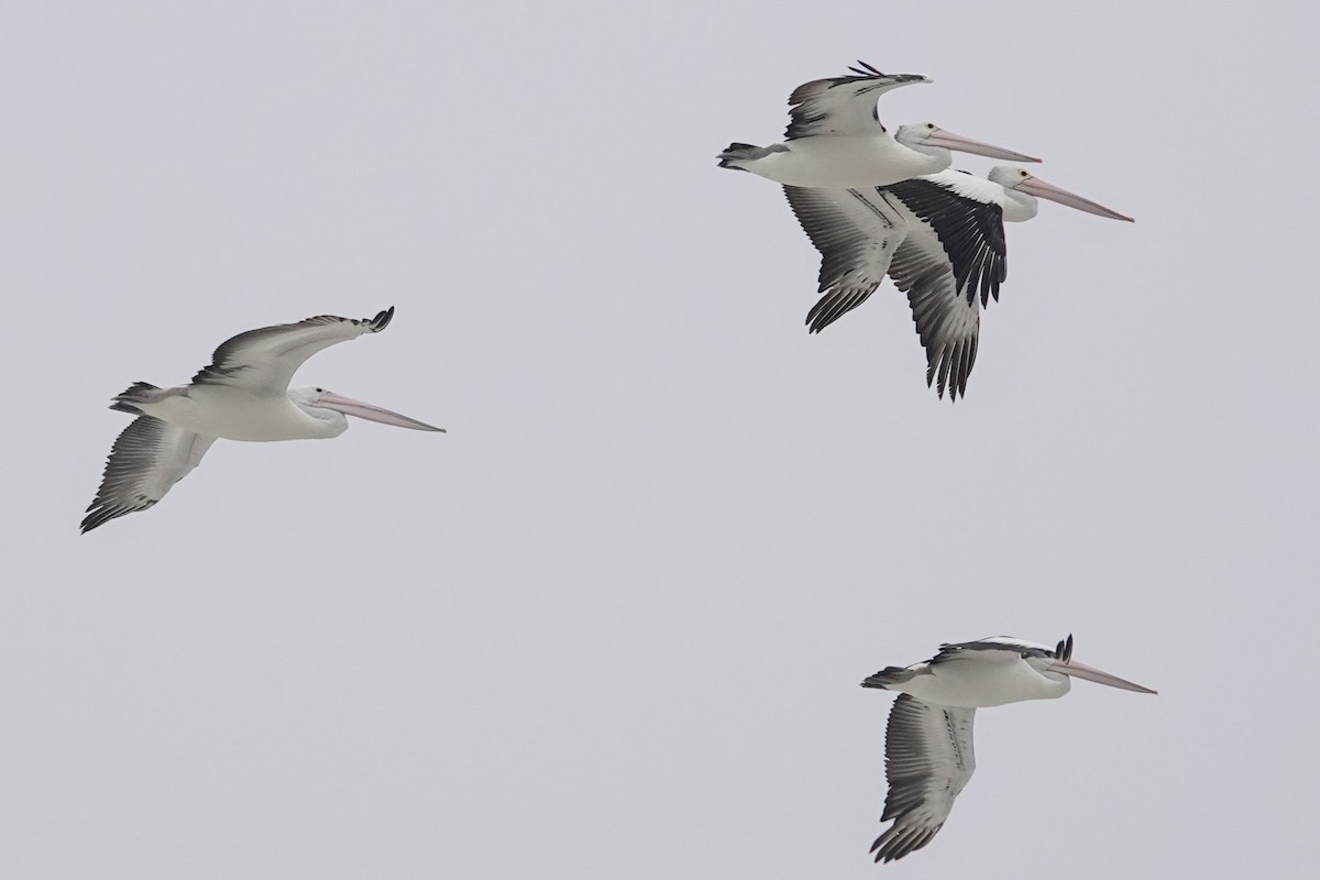 Australian Pelican - ML613606686