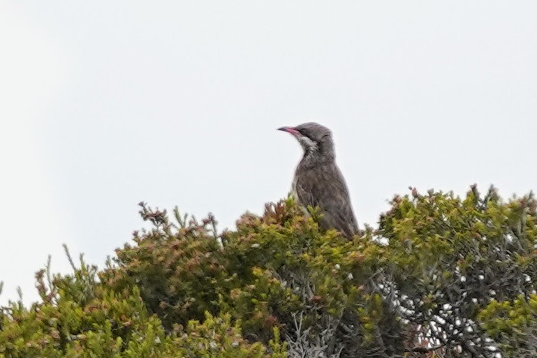 Spiny-cheeked Honeyeater - ML613606708