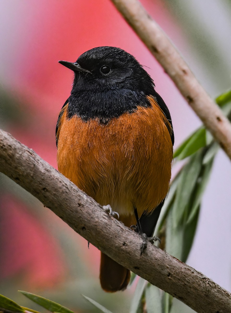 Black Redstart - ML613606771