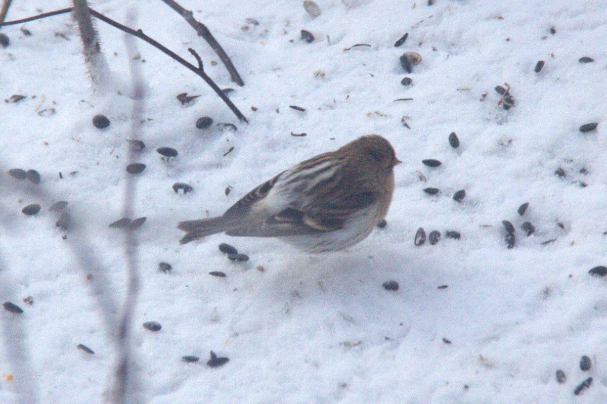 Hoary Redpoll - ML613606789