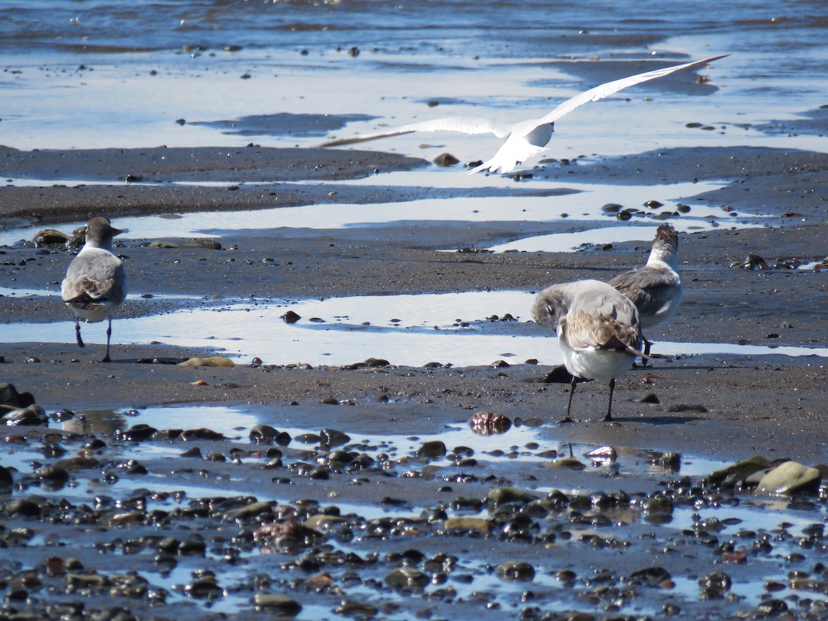 Franklin's Gull - ML613606808