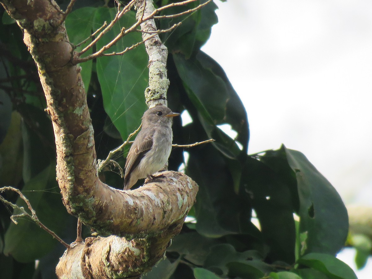 Little Flycatcher - ML613606826