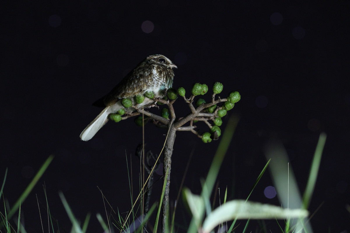 White-winged Nightjar - Diego Gomes