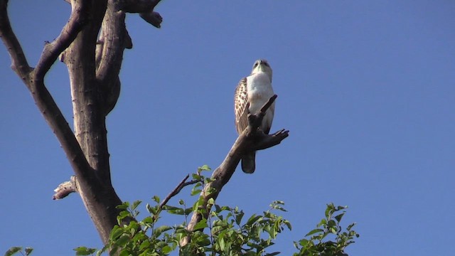 Changeable Hawk-Eagle - ML613606896