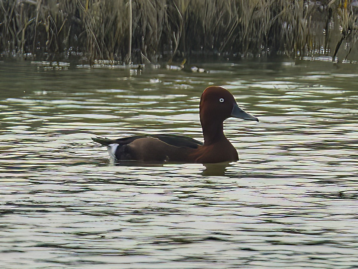 Ferruginous Duck - ML613606905