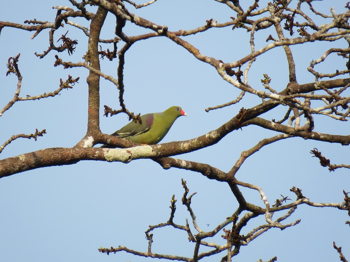 African Green-Pigeon (African) - Frederik Bexter