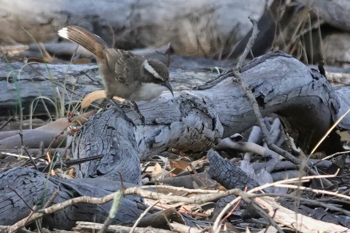 White-browed Babbler - ML613606960