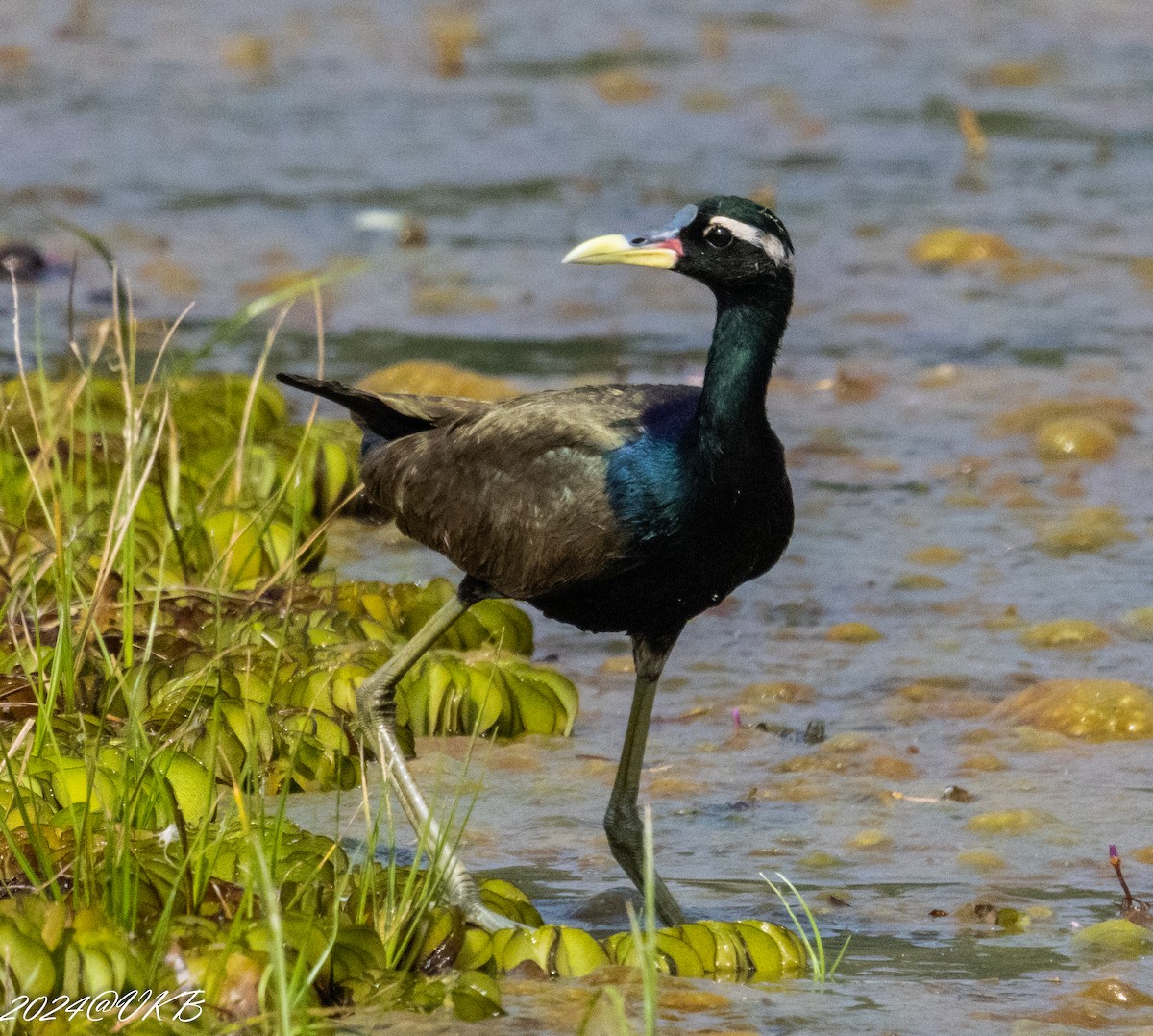 Bronze-winged Jacana - ML613606964