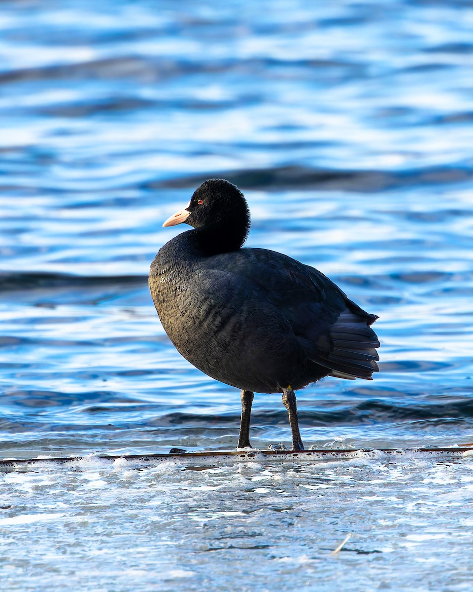 Eurasian Coot - ML613606966