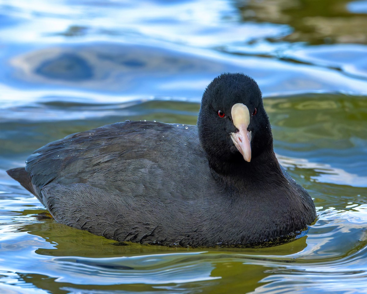 Eurasian Coot - ML613606967