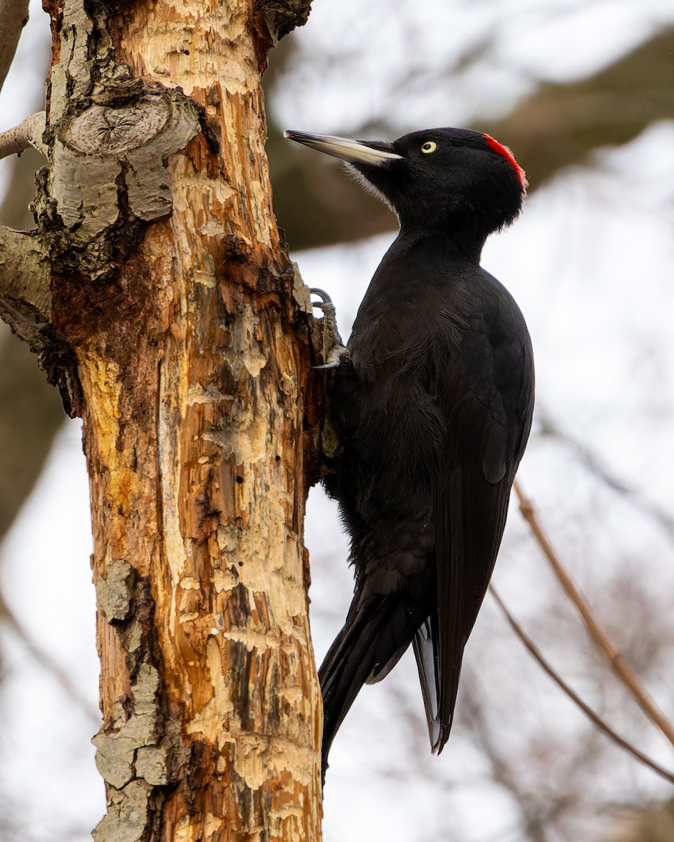 Black Woodpecker - ML613606985