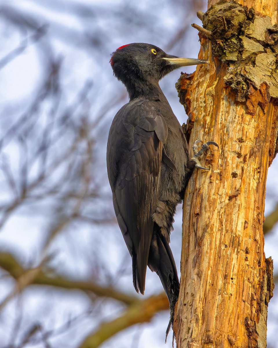Black Woodpecker - ML613606986