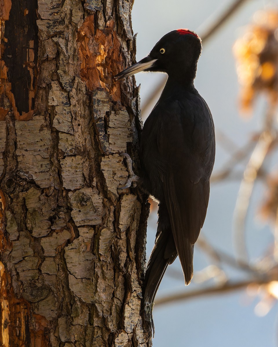 Black Woodpecker - ML613606987