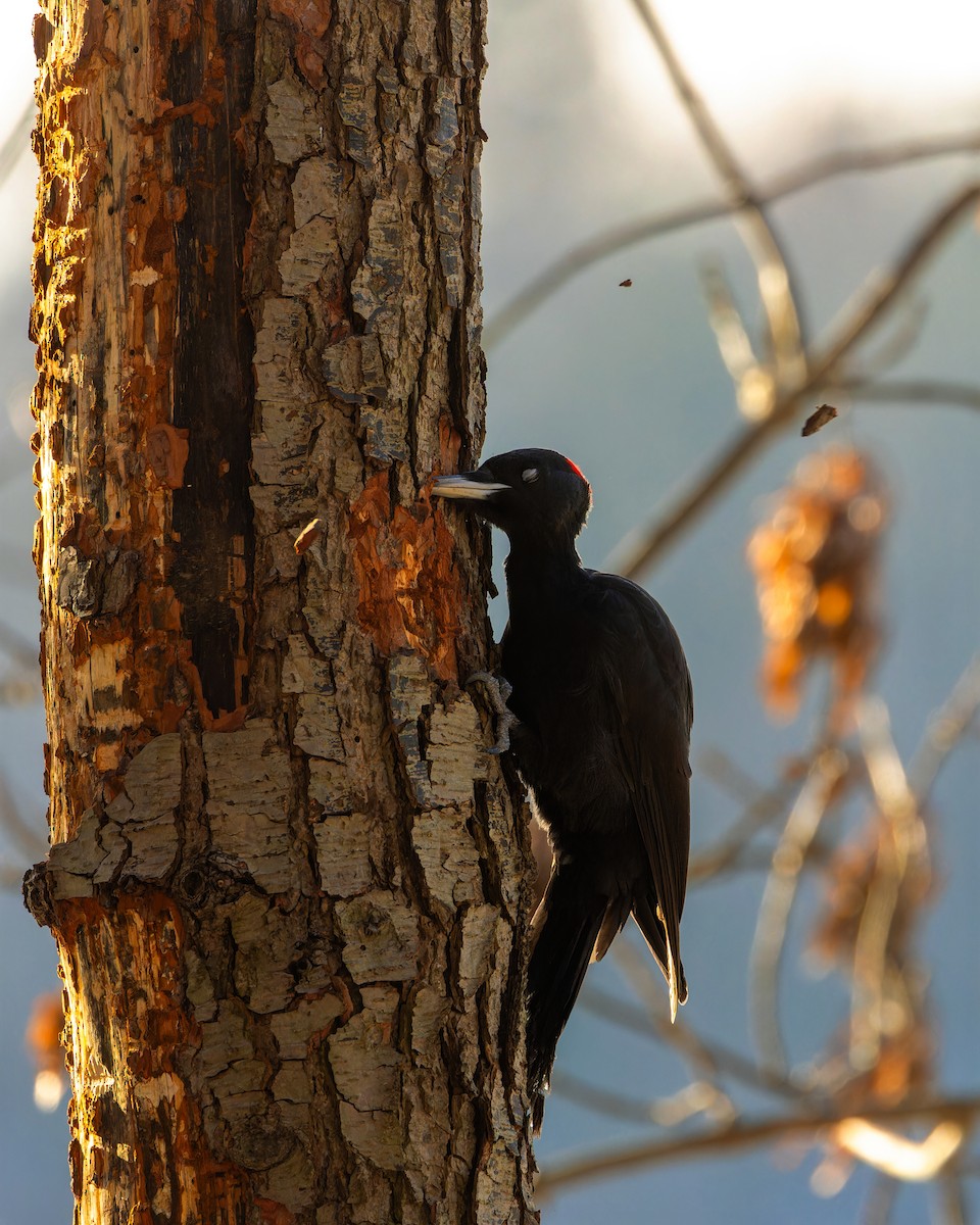Black Woodpecker - ML613606988