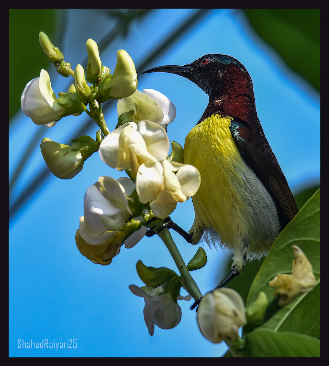 Purple-rumped Sunbird - ML613607014