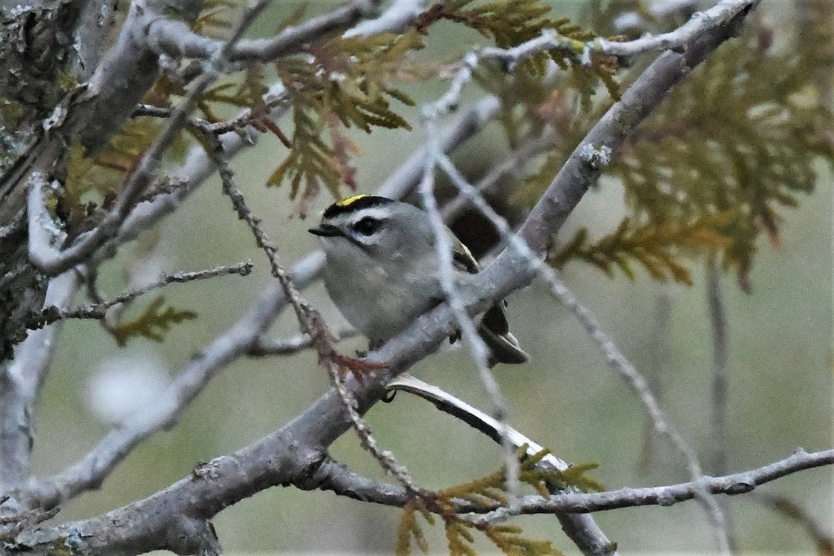 Roitelet à couronne dorée - ML613607025