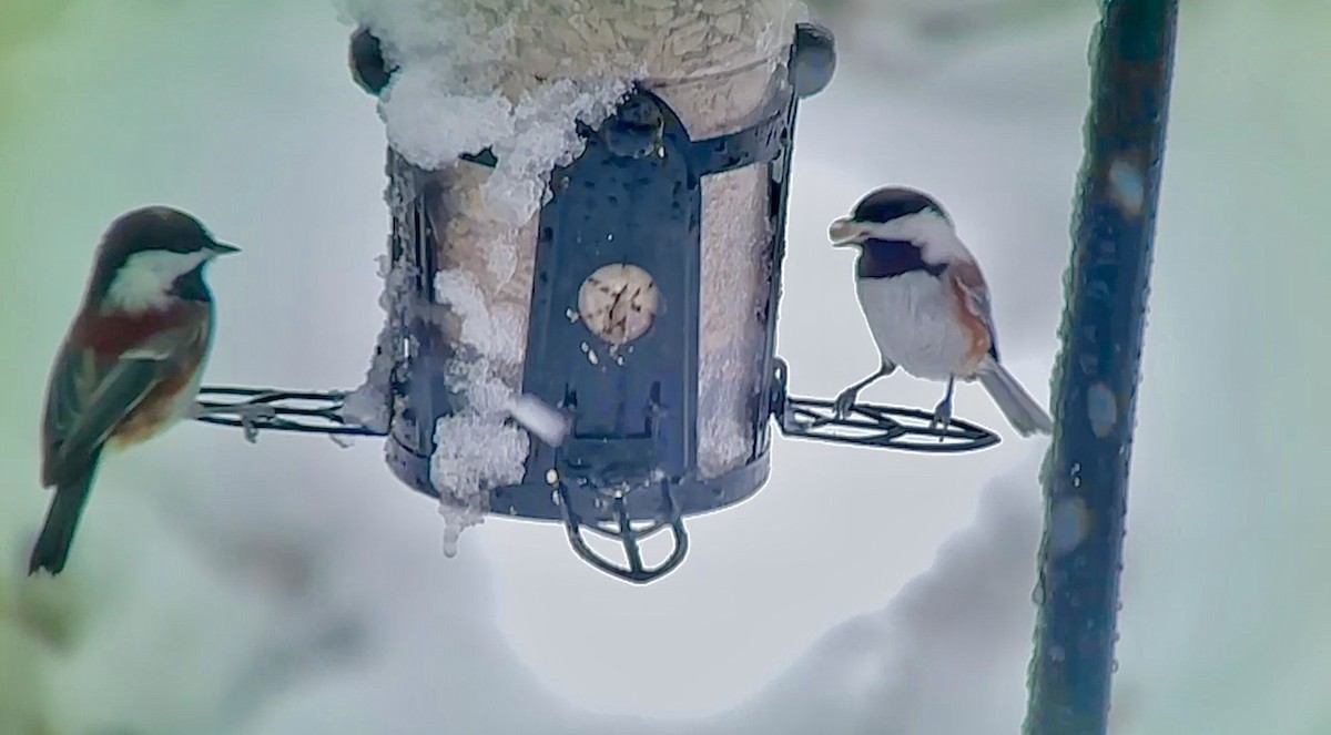 Chestnut-backed Chickadee - ML613607054