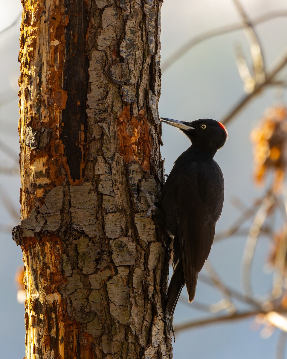 Black Woodpecker - ML613607126
