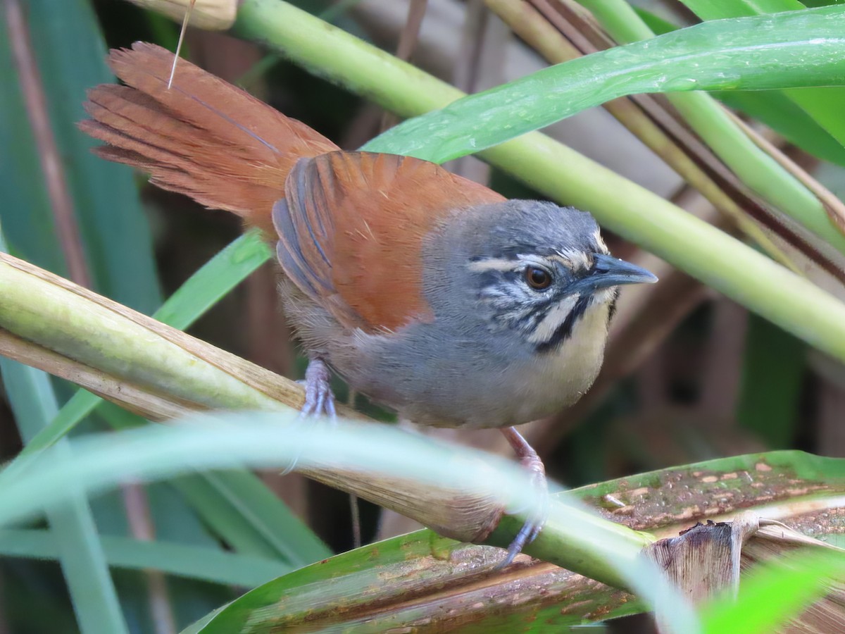 Photos - Whiskered Wren - Pheugopedius mystacalis - Birds of the World