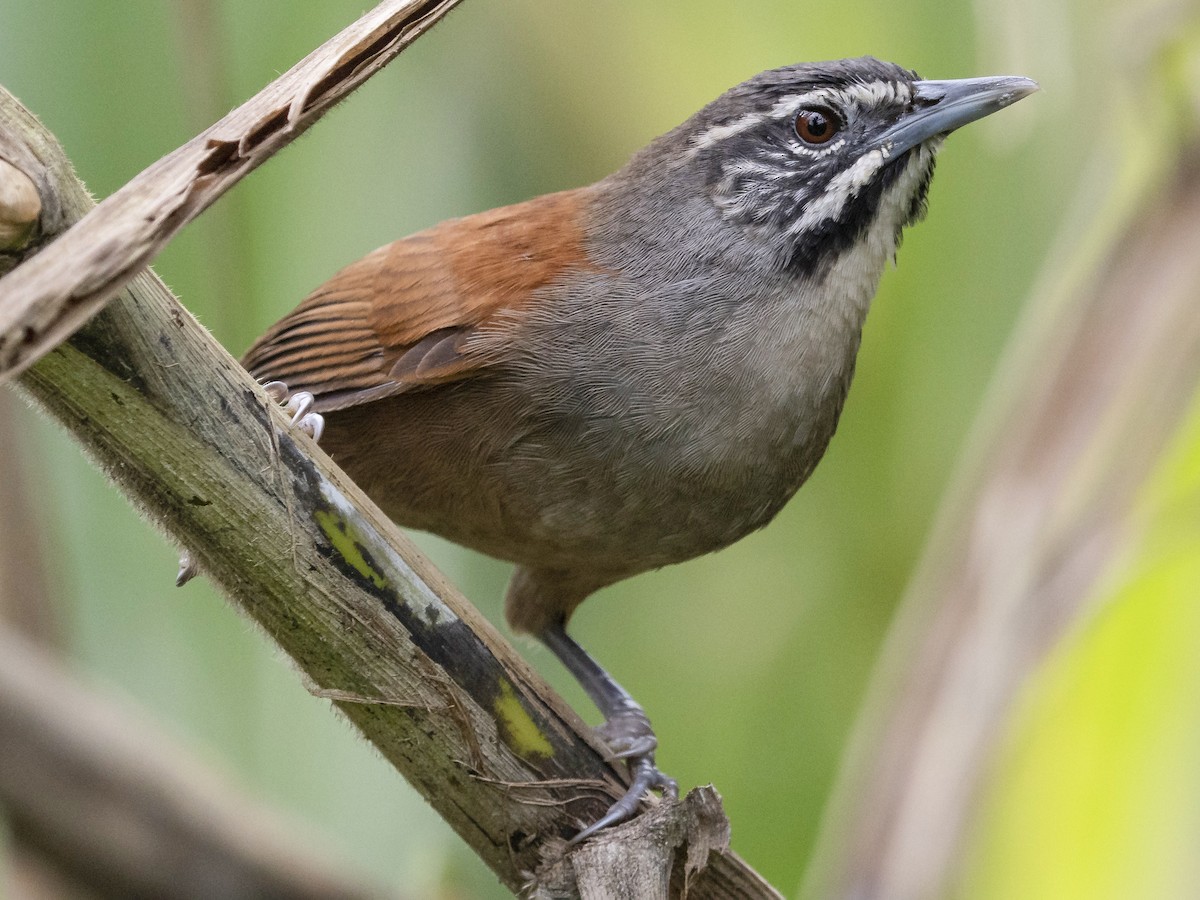 Photos - Whiskered Wren - Pheugopedius mystacalis - Birds of the World
