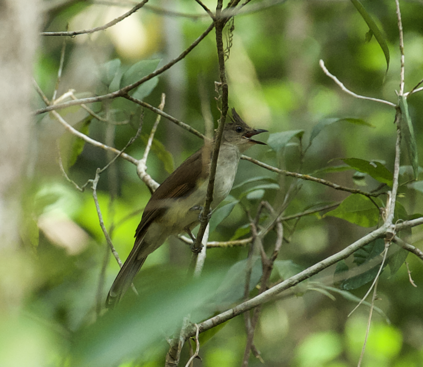 Puff-backed Bulbul - ML613607165