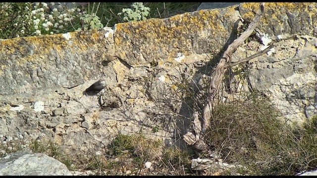 Wallcreeper - ML613607168