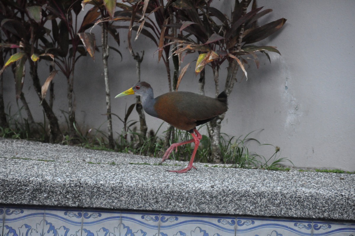 Russet-naped Wood-Rail - Samuel Guiles