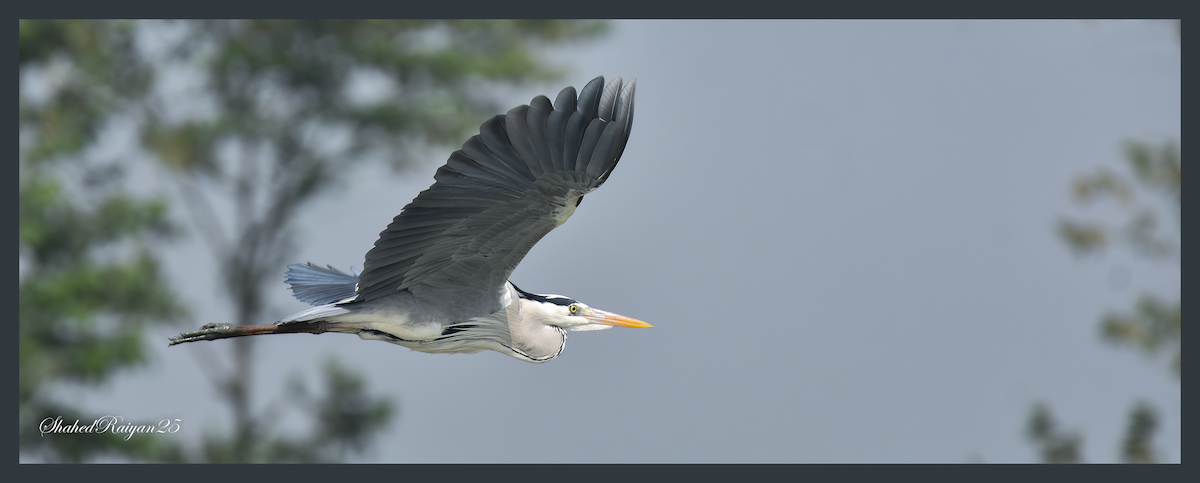 Gray Heron - ML613607177