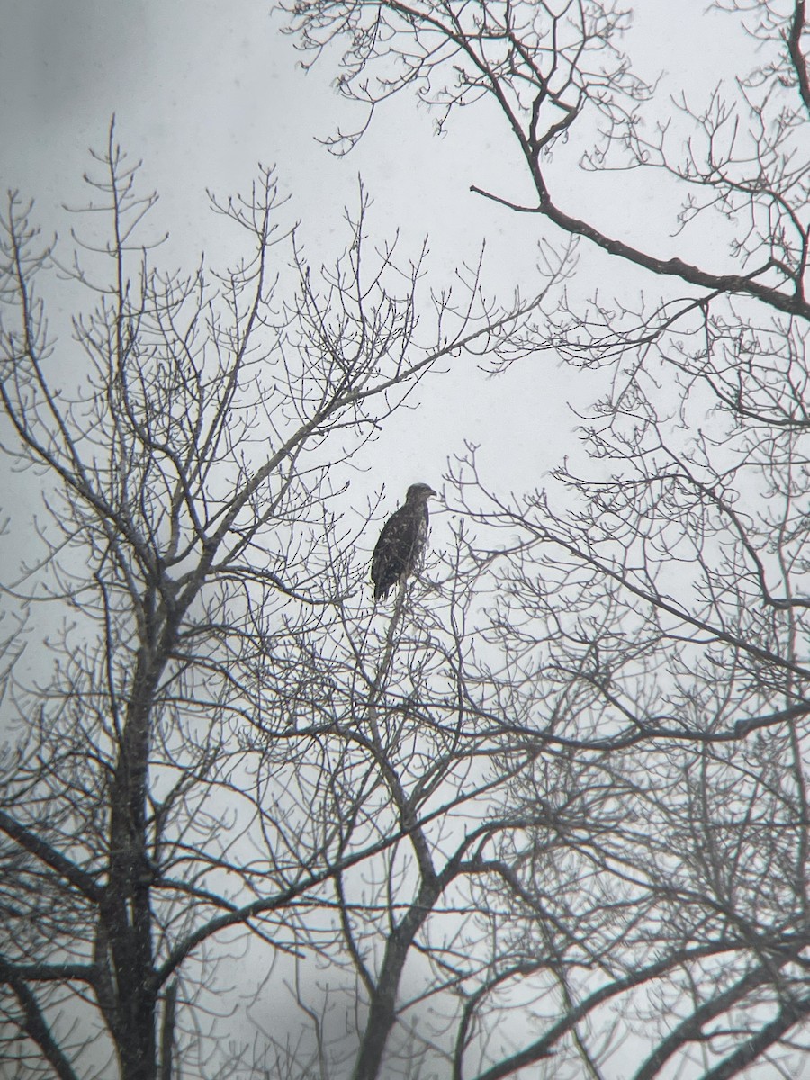 Bald Eagle - ML613607178