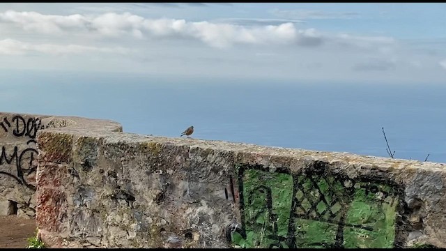 Alpine Accentor - ML613607180