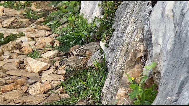 Alpine Accentor - ML613607181