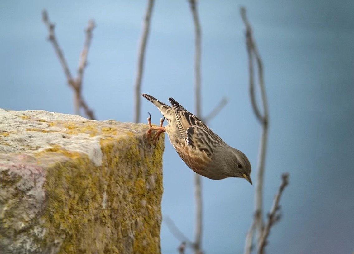 Alpine Accentor - ML613607185