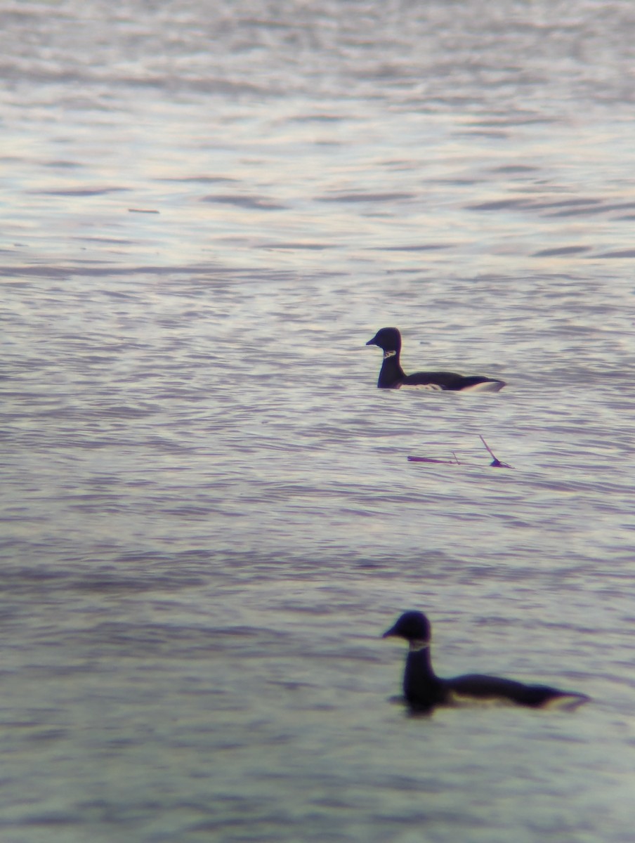 Brant - ML613607311