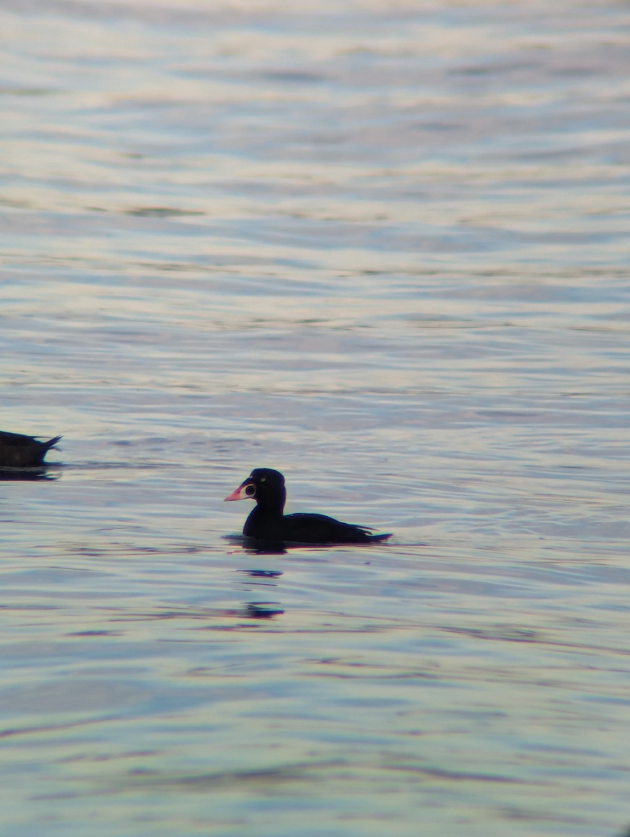 Surf Scoter - Levi Wasmundt