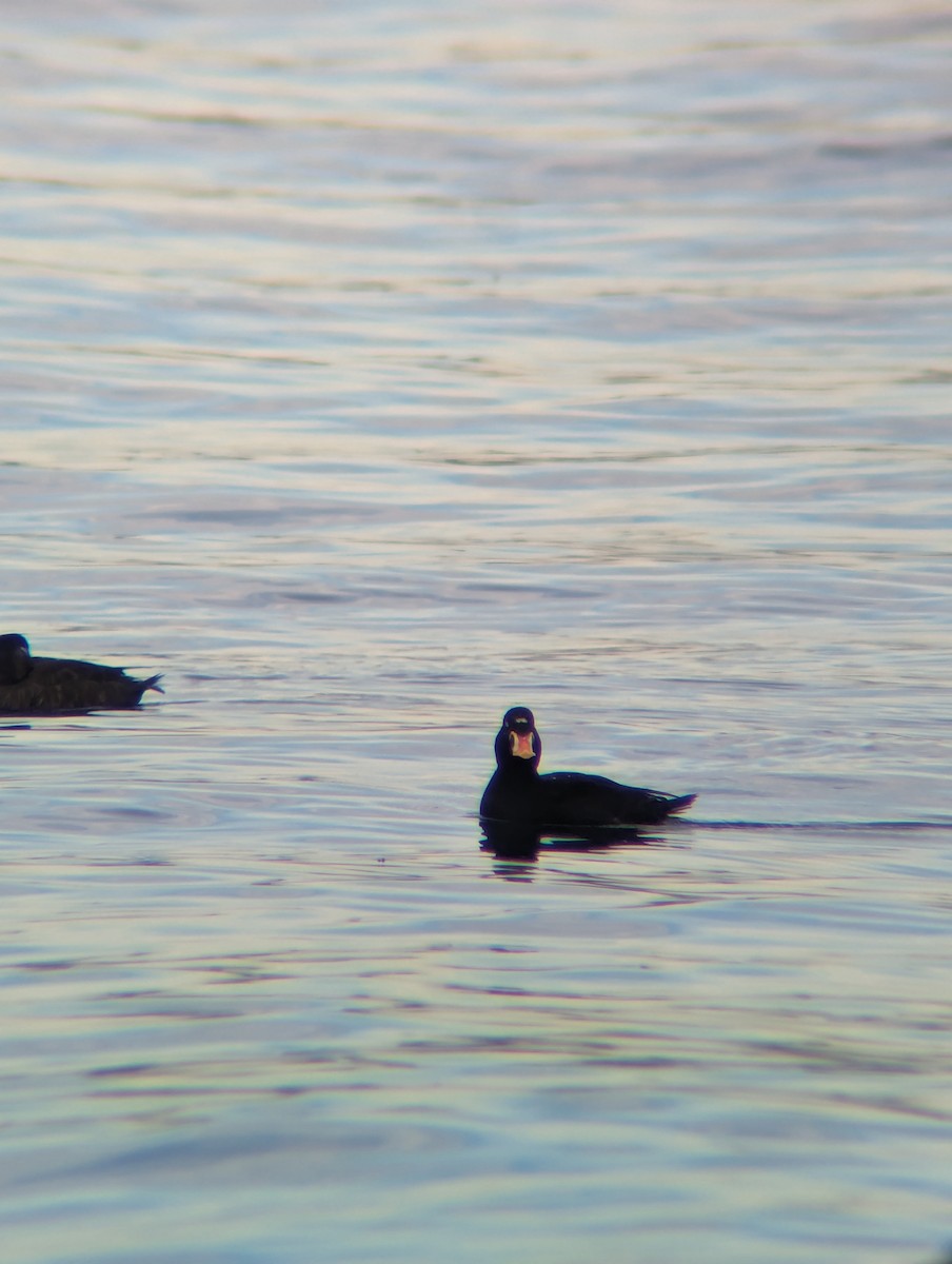 Surf Scoter - Levi Wasmundt