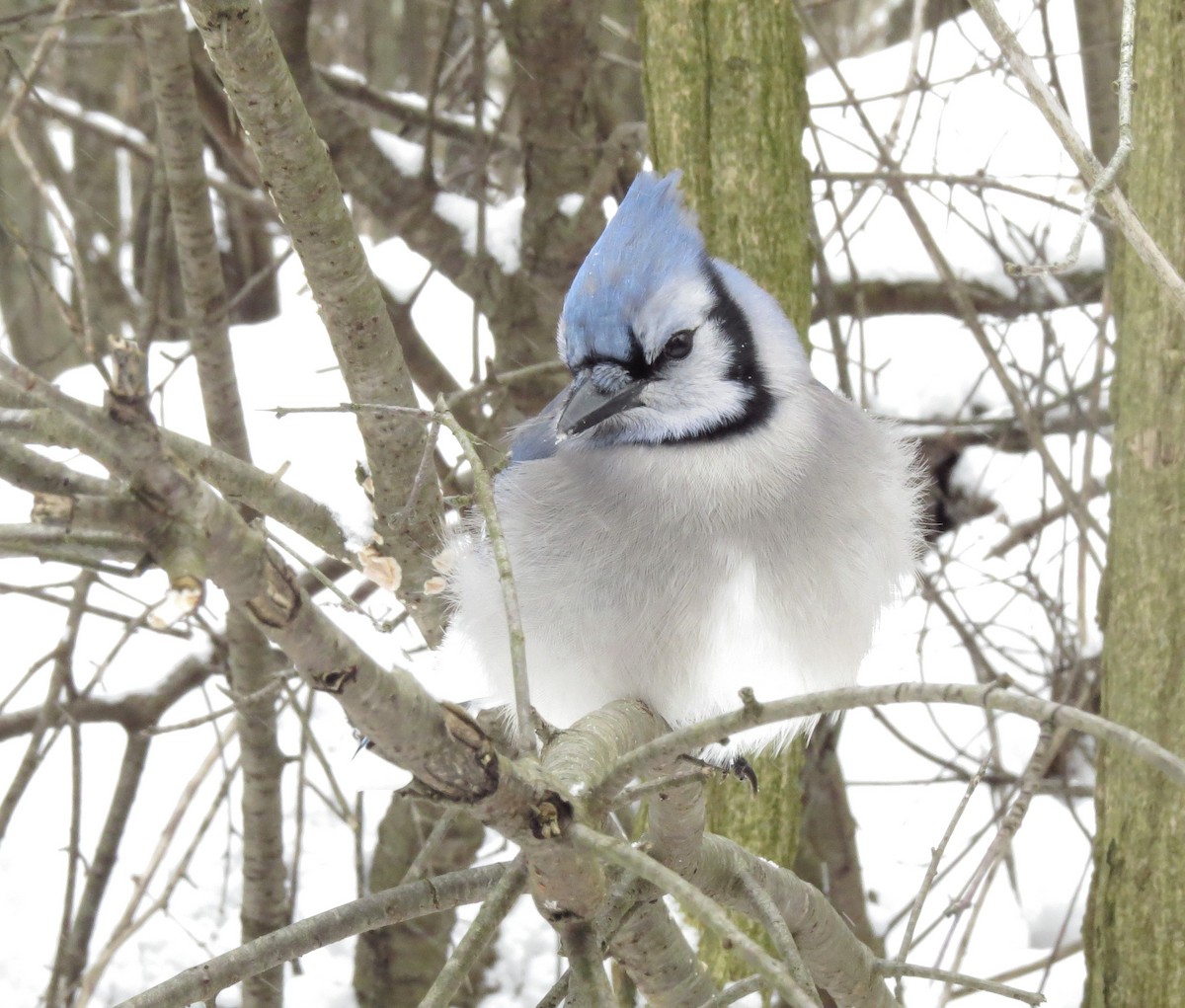 Blue Jay - ML613607325