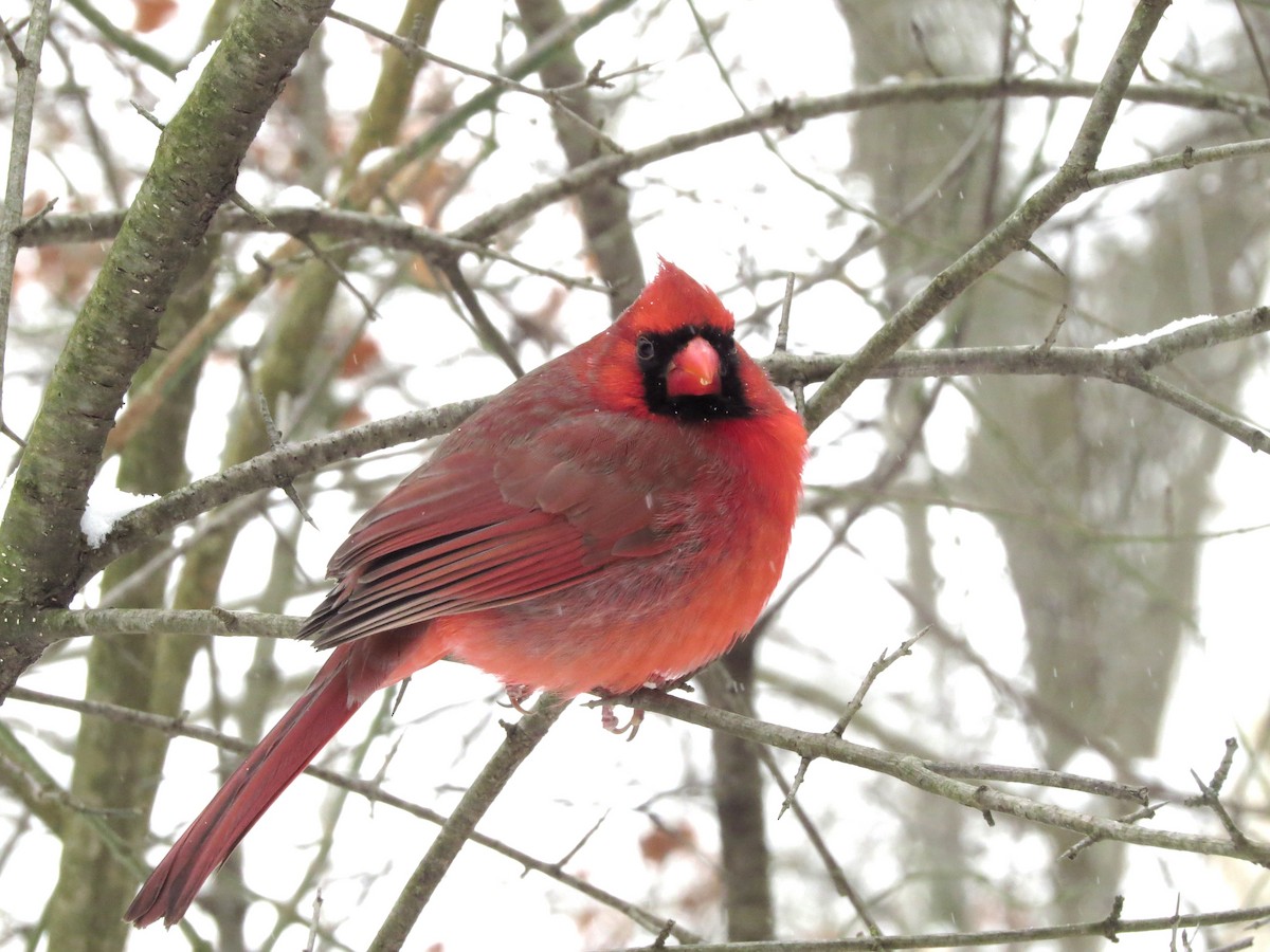 Cardinal rouge - ML613607336