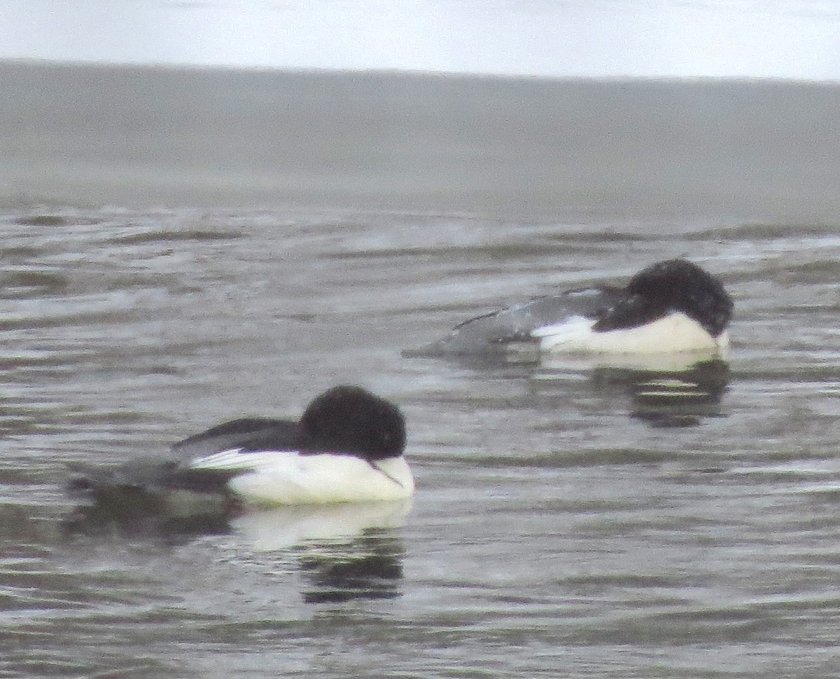 Common Merganser - Susan Cooper