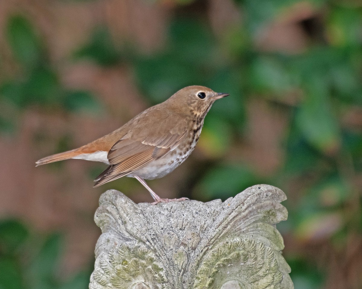 Hermit Thrush - ML613607439