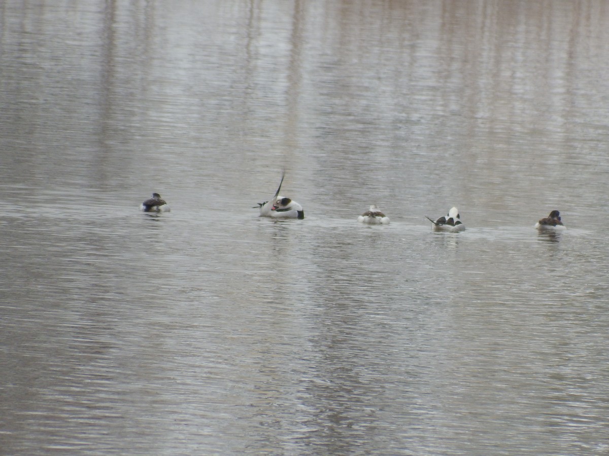 Long-tailed Duck - Kathy Calvert