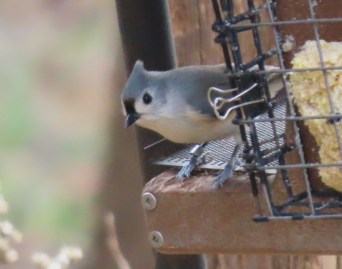 Tufted Titmouse - ML613607515