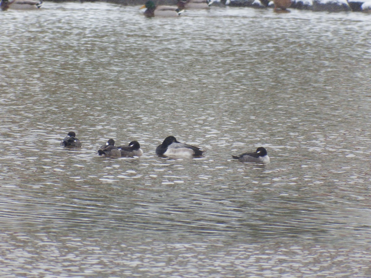 Greater Scaup - Kathy Calvert