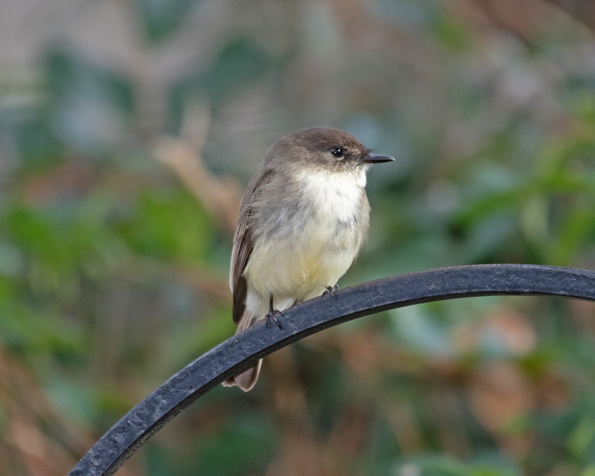 Eastern Phoebe - ML613607539