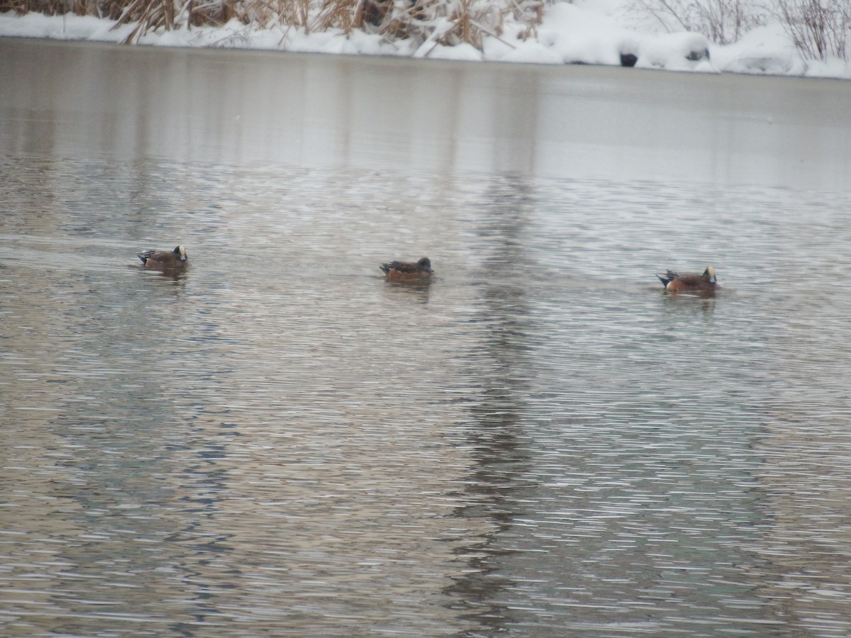 American Wigeon - ML613607560