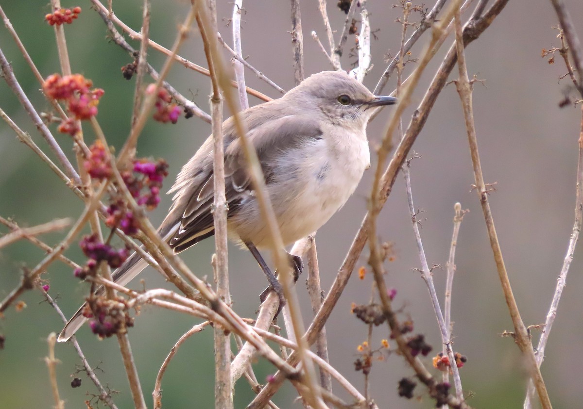 Northern Mockingbird - ML613607585