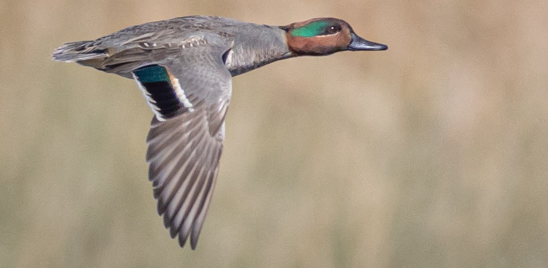 Green-winged Teal - ML613607685