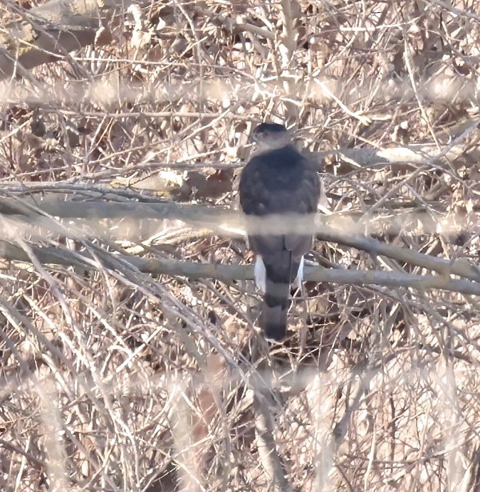 Cooper's Hawk - ML613607844